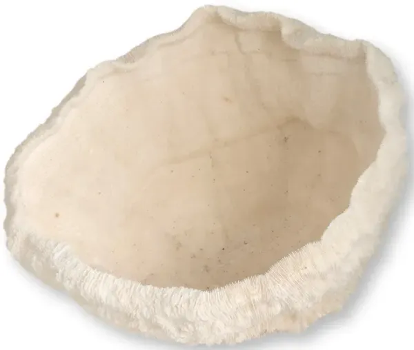 Large Natural Coral Bowl - New England Mercantile - White