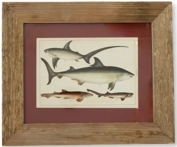 Framed Antique Shark Chromolithograph - New England Mercantile - brown