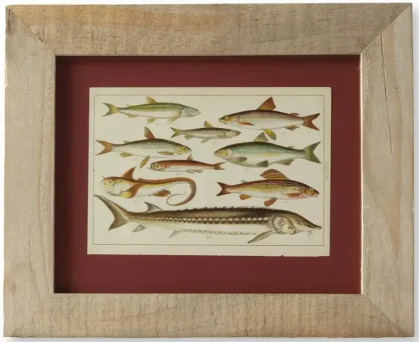 Framed Antique Fish Chromolithograph - New England Mercantile - brown
