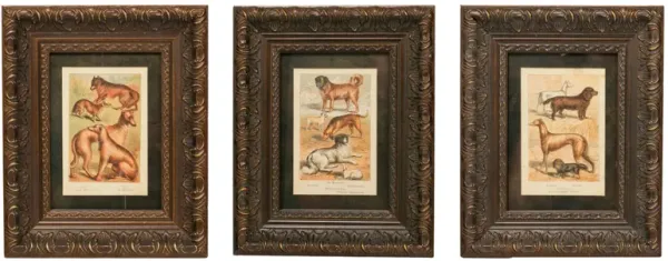 Framed Antique Dog Chromolithographs - New England Mercantile - brown