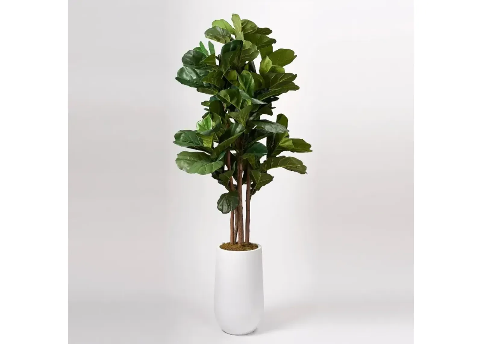 Faux Green Brazilian Fiddle Leaf Fig Tree Arrangement in White Planter