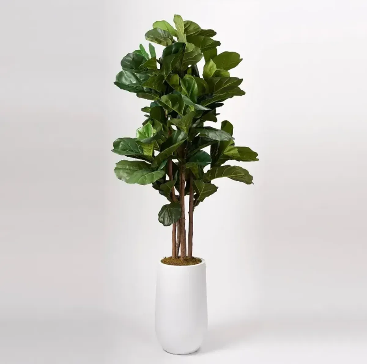 Faux Green Brazilian Fiddle Leaf Fig Tree Arrangement in White Planter