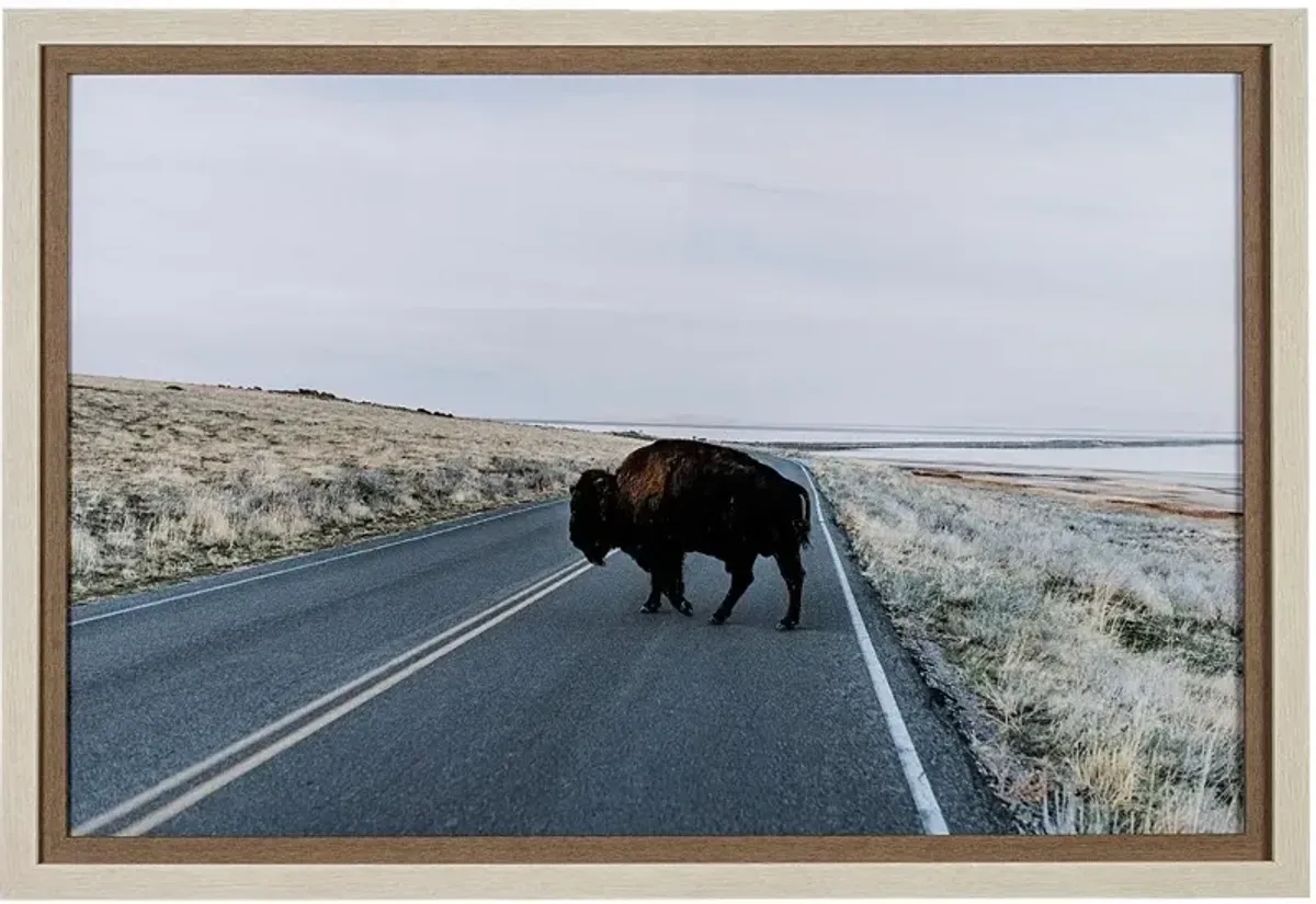 Bison Crossing Framed Art