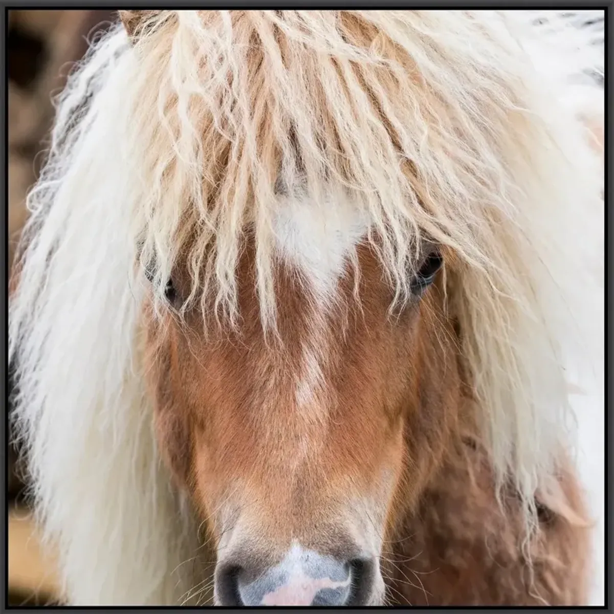 Framed Horse Hair Don't Care Art 3