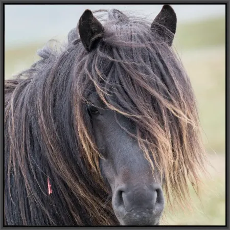Framed Horse Hair Care 4 Art