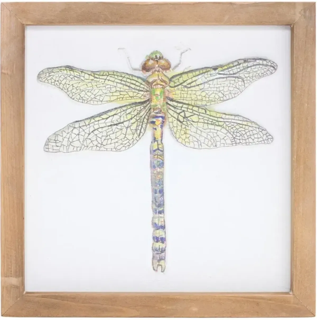 Assorted Insect Framed Plaque