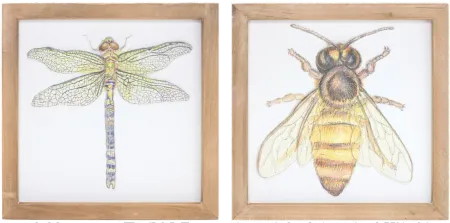 Assorted Insect Framed Plaque
