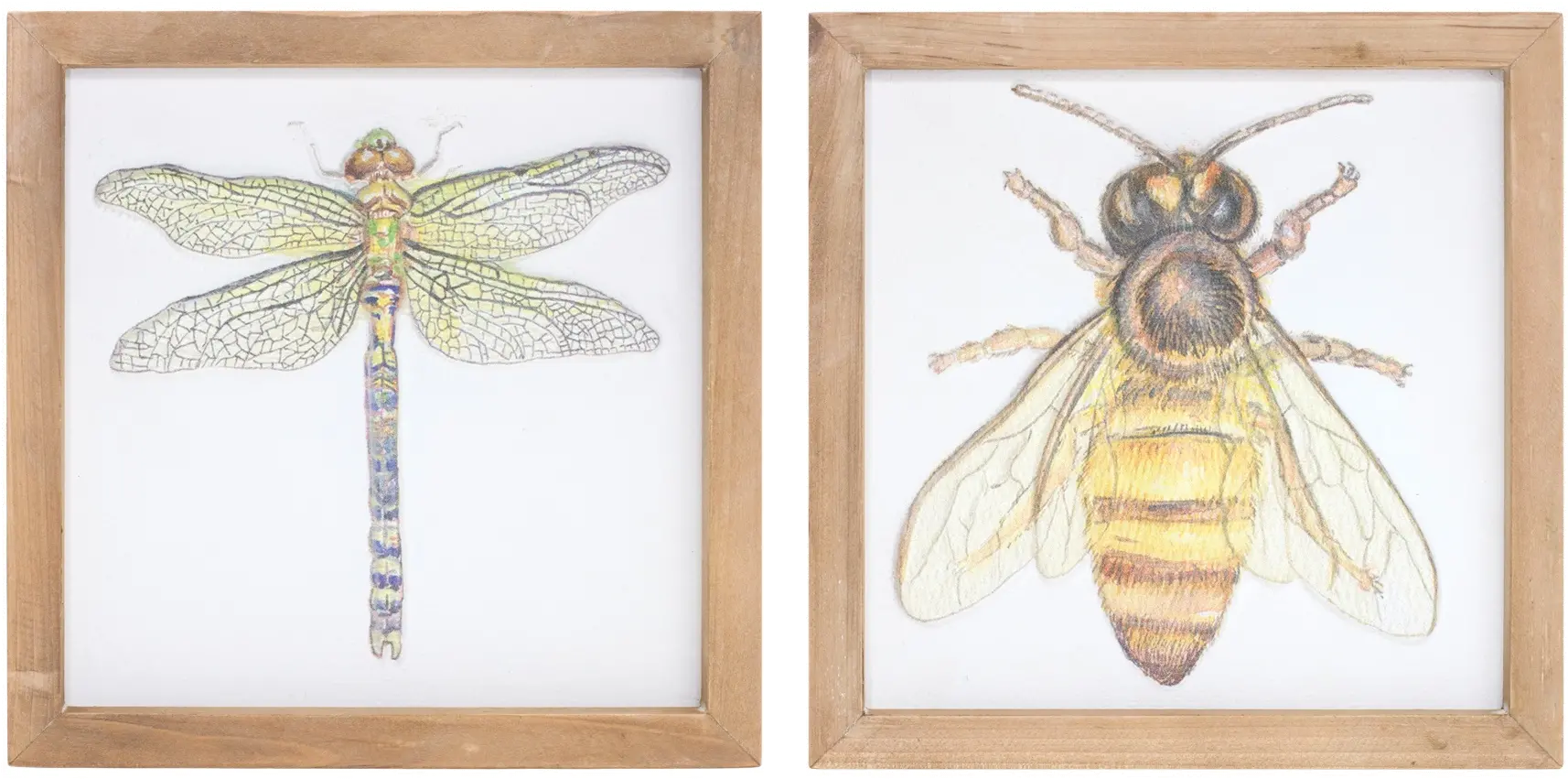 Assorted Insect Framed Plaque