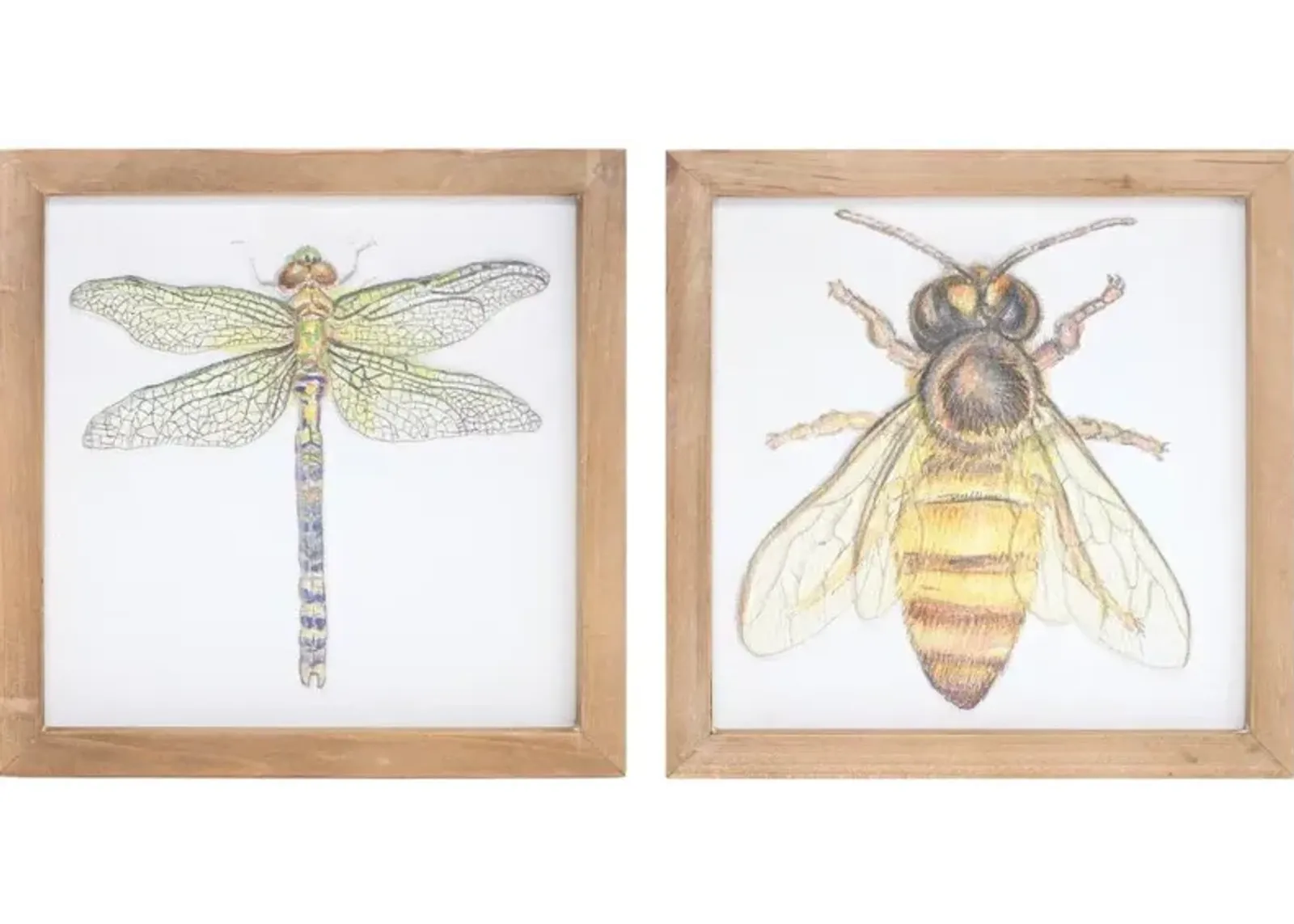 Assorted Insect Framed Plaque