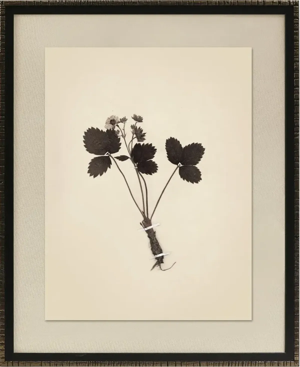 Pressed Botanical Framed Wall Art