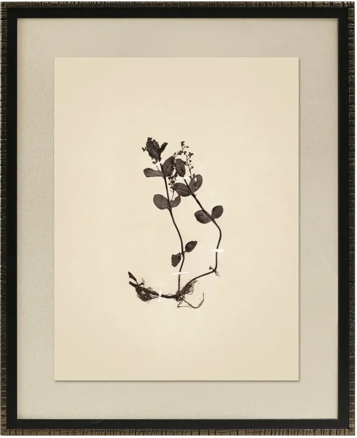Pressed Botanical II Framed Art