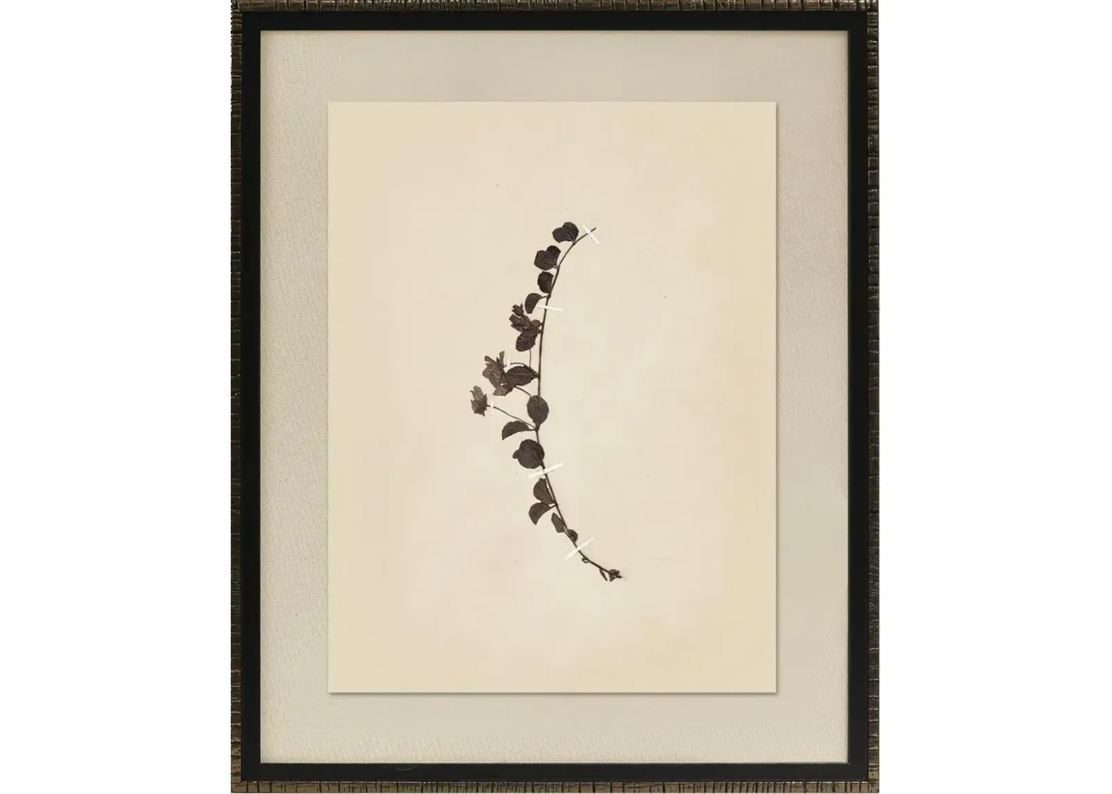 Pressed Botanical IV Framed Wall Art