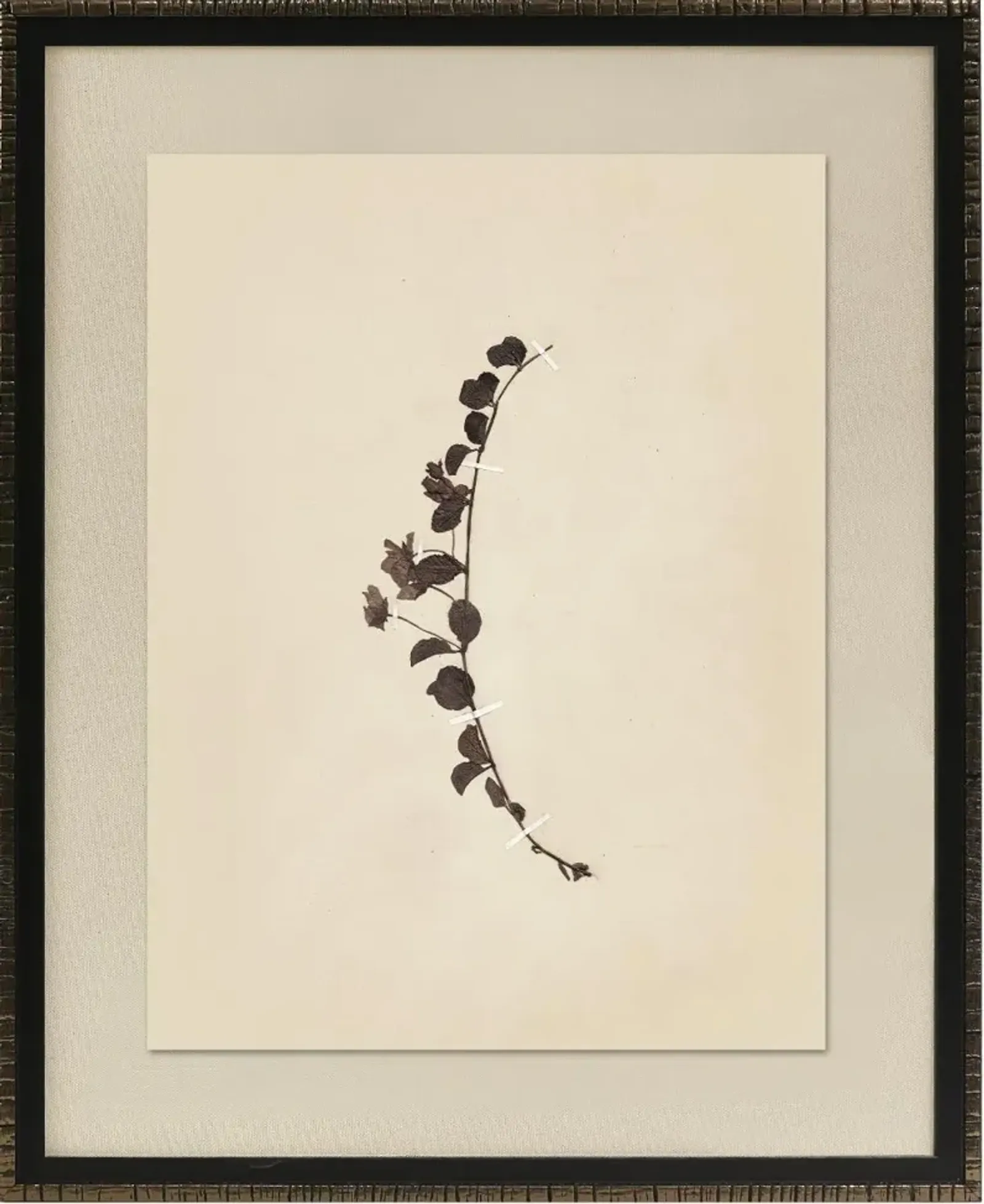 Pressed Botanical IV Framed Wall Art