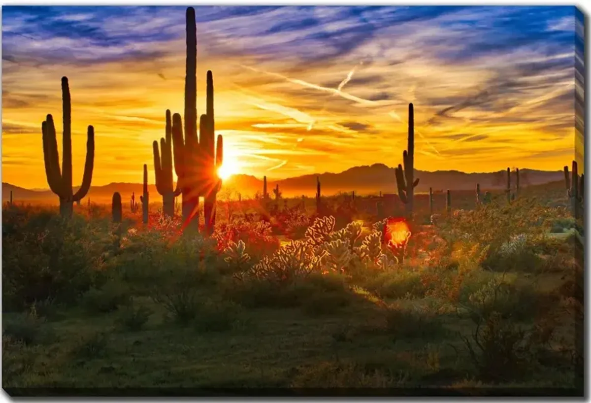 Saguaros At Sunset Canvas