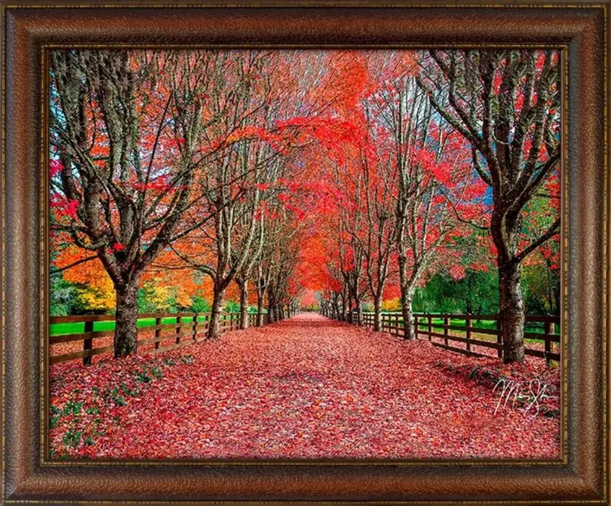 Red Carpet Road Framed Canvas