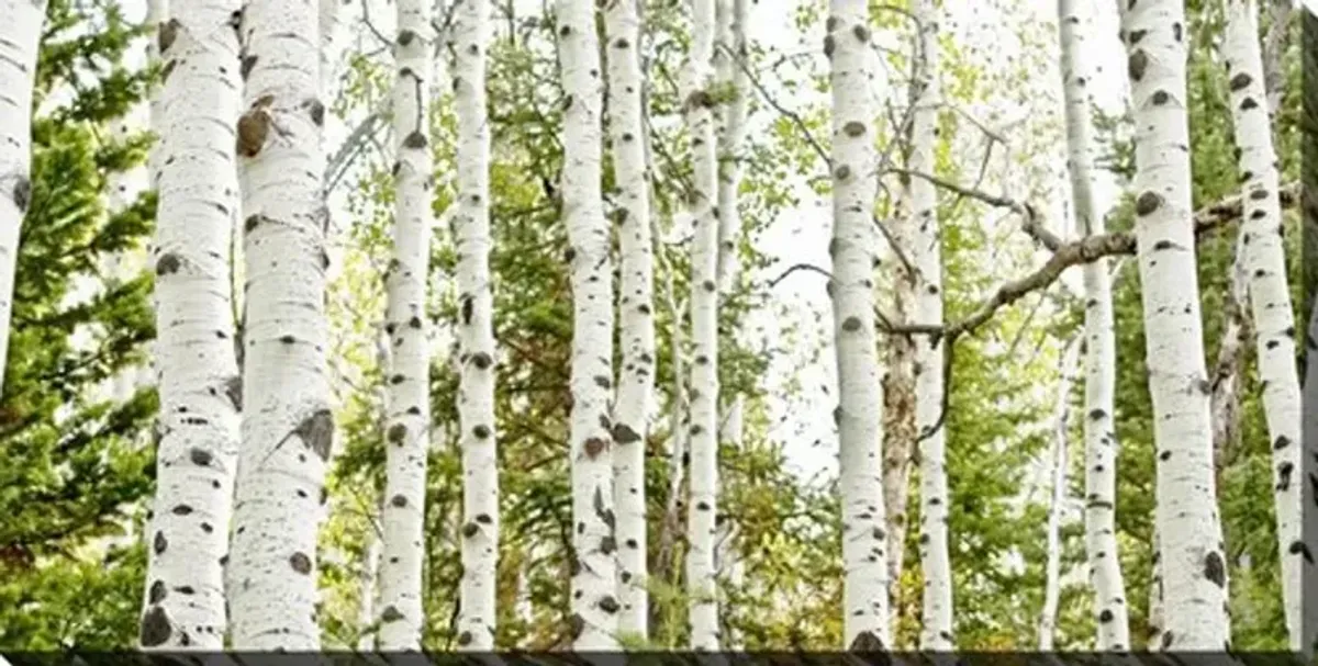 Birch Forest Panel Wall Art