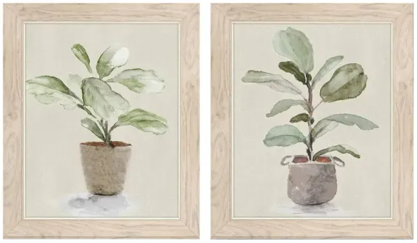 Sonny Fiddle Fig Tree Wall Art S2