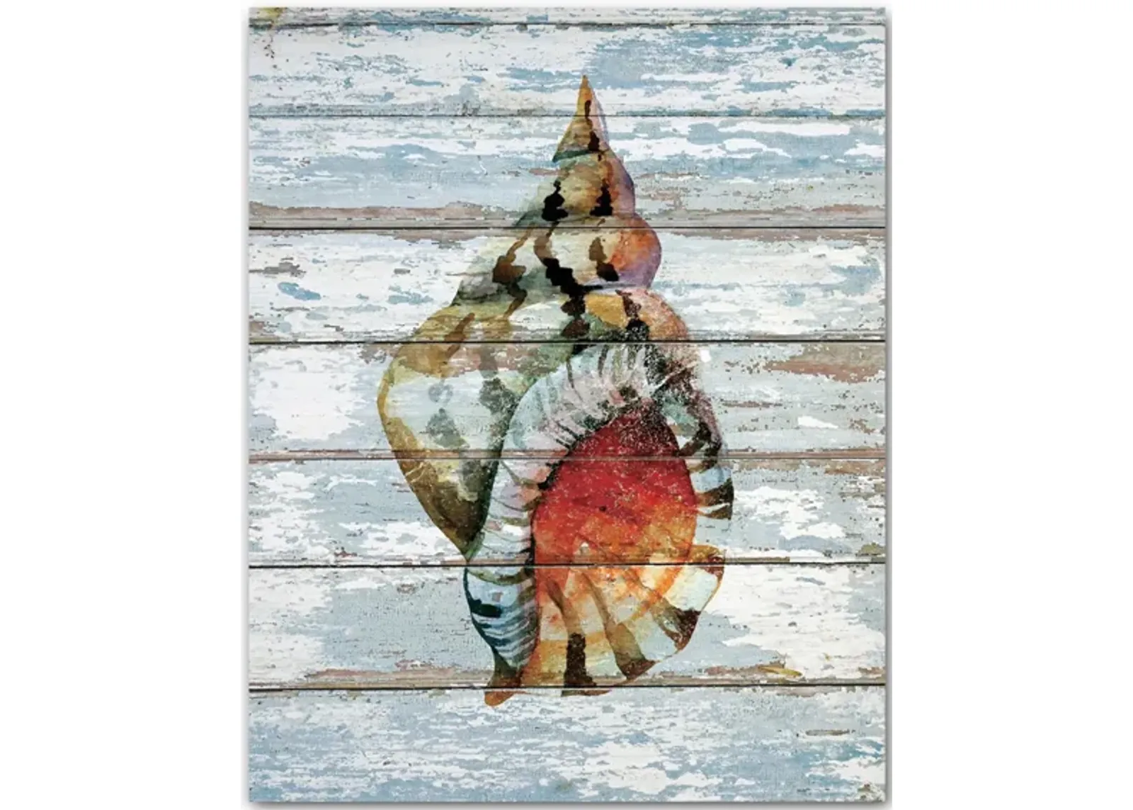 Seashell II Gallery Wrapped Canvas in Multi by Courtside Market