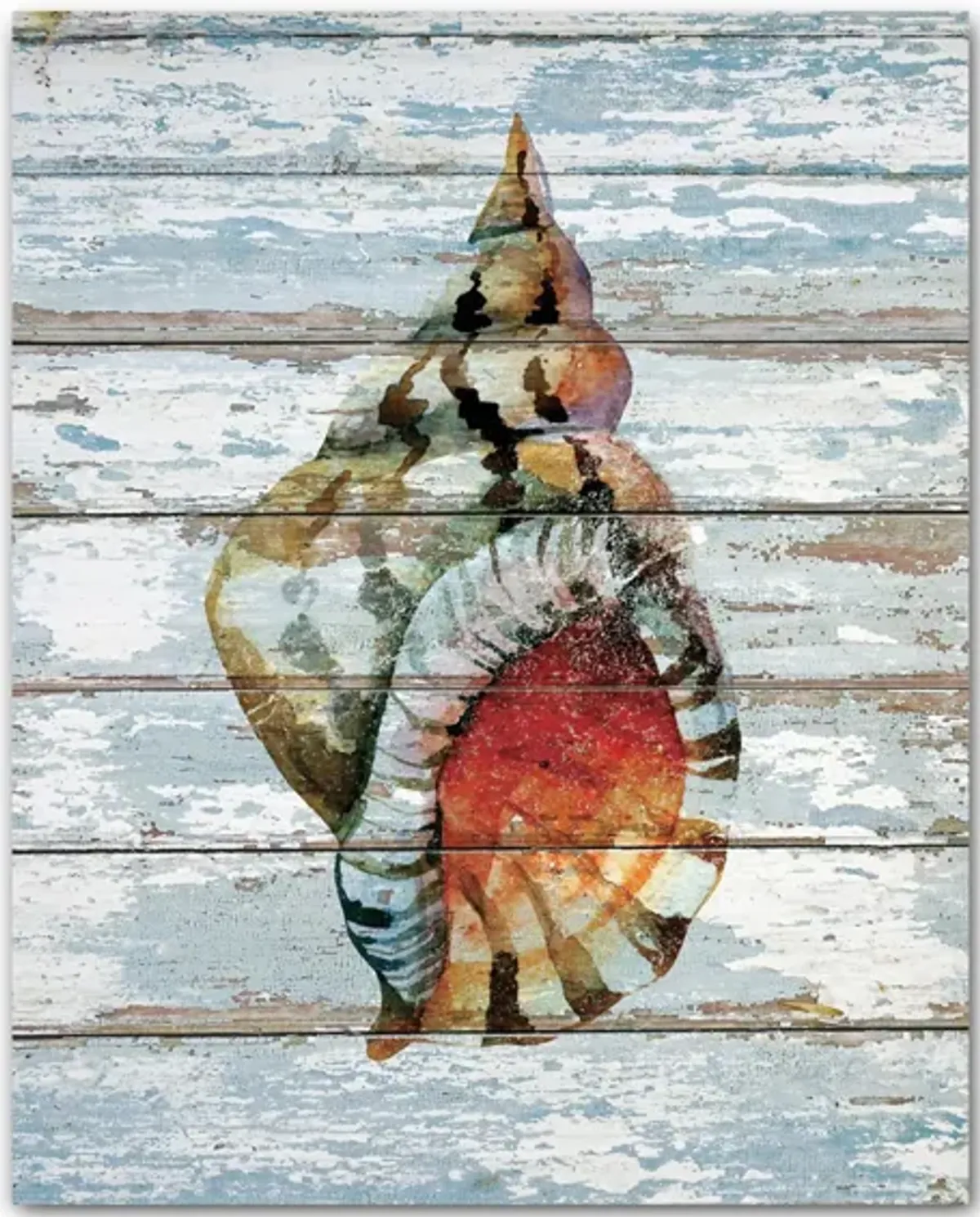 Seashell II Gallery Wrapped Canvas in Multi by Courtside Market