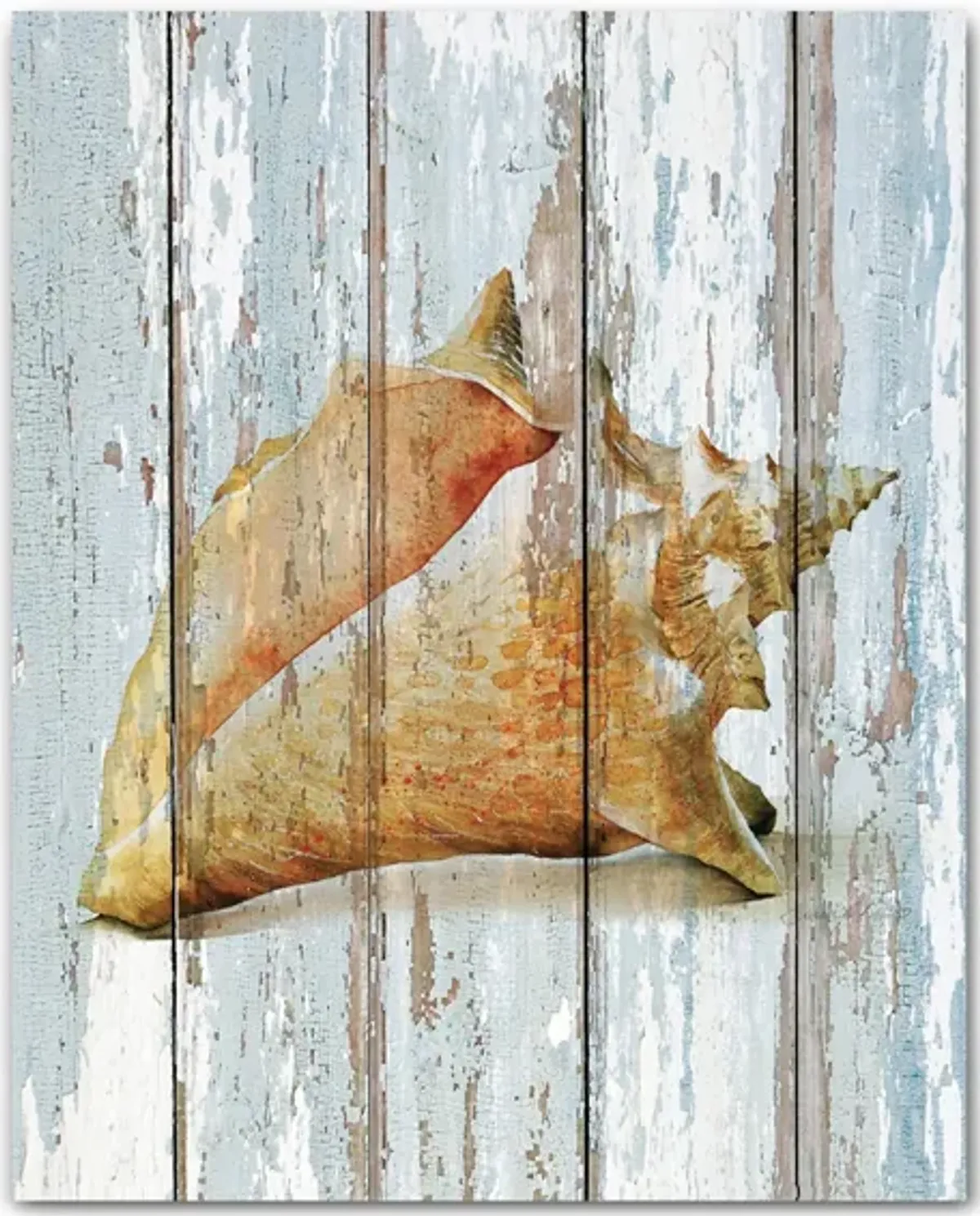 Seashell III Gallery Wrapped Canvas