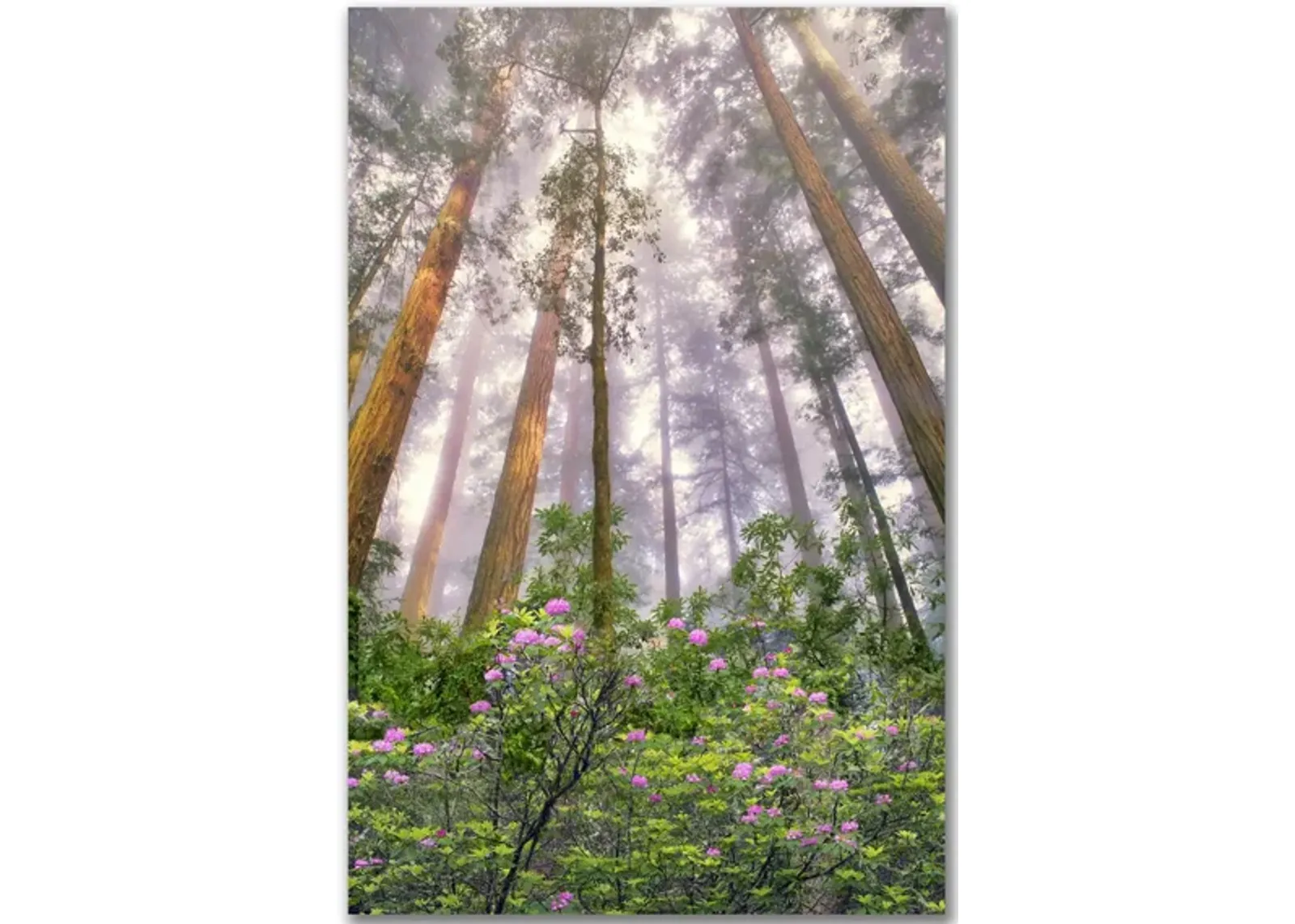 Look Up Gallery Wrapped Canvas in Multi by Courtside Market