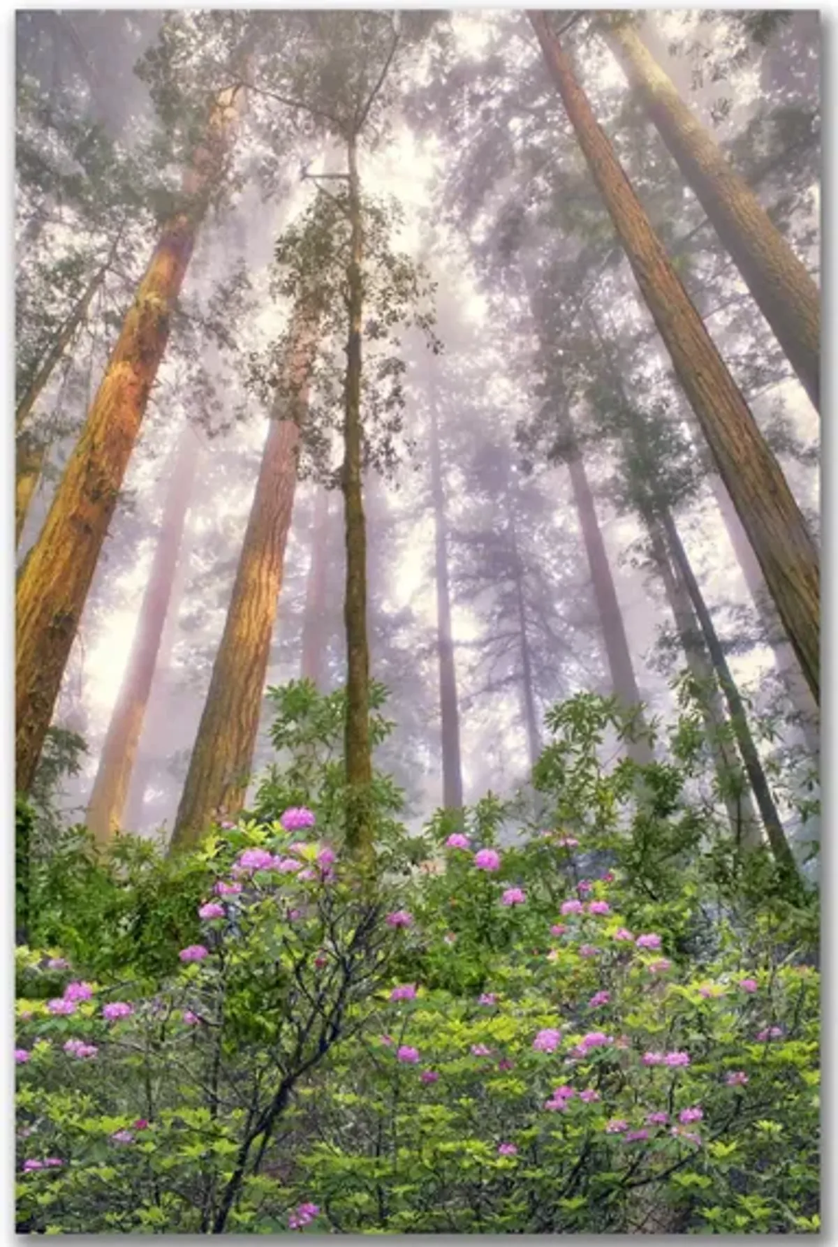 Look Up Gallery Wrapped Canvas in Multi by Courtside Market