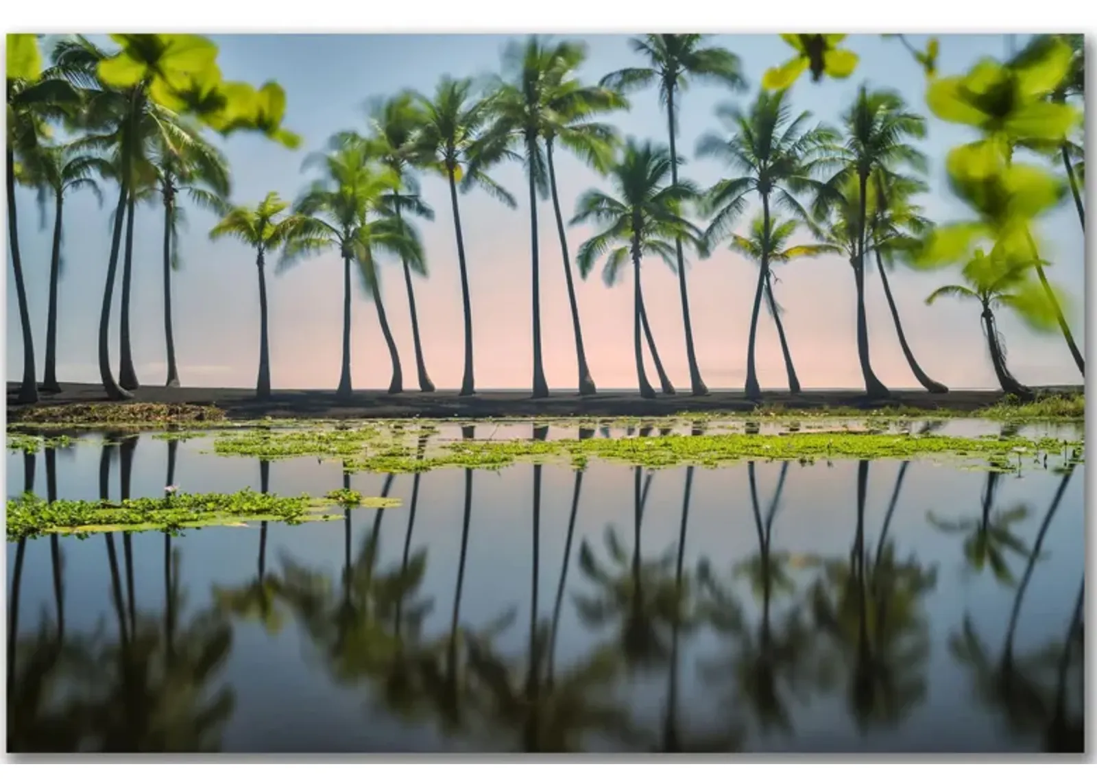 Palm Tree Reflections Gallery Wrapped Canvas in Multi by Courtside Market