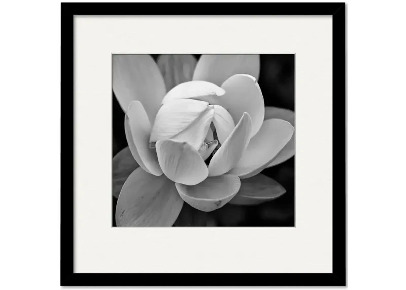 Black & White Gardia Framed Art in Multi by Courtside Market