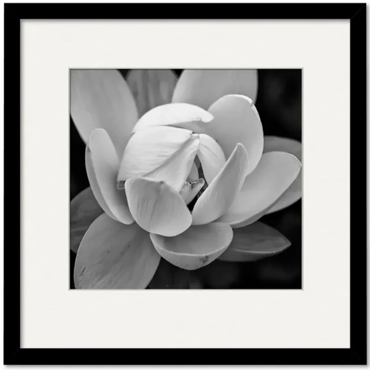 Black & White Gardia Framed Art in Multi by Courtside Market