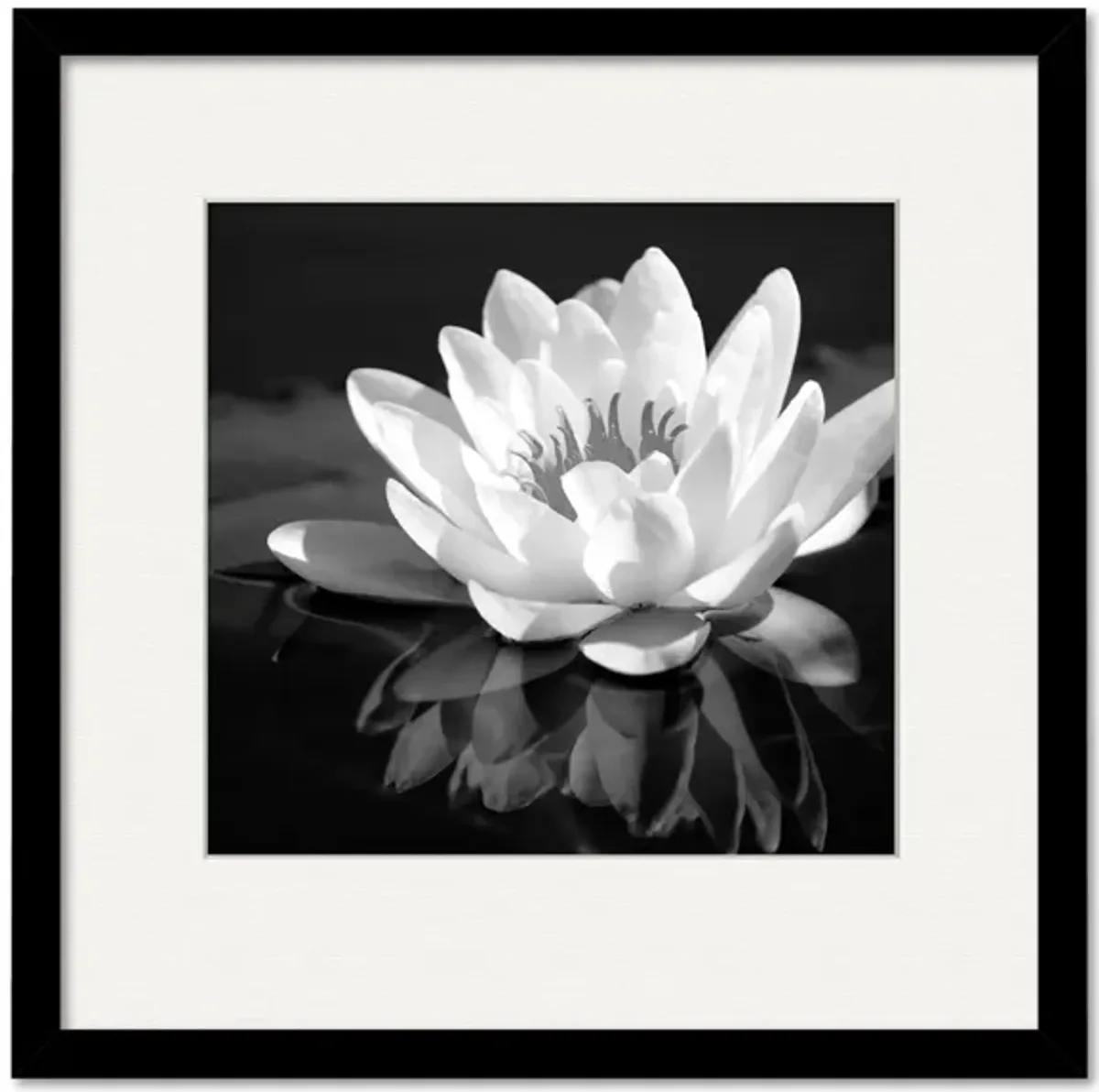 Waterlily Flower I Framed Art in Multi by Courtside Market