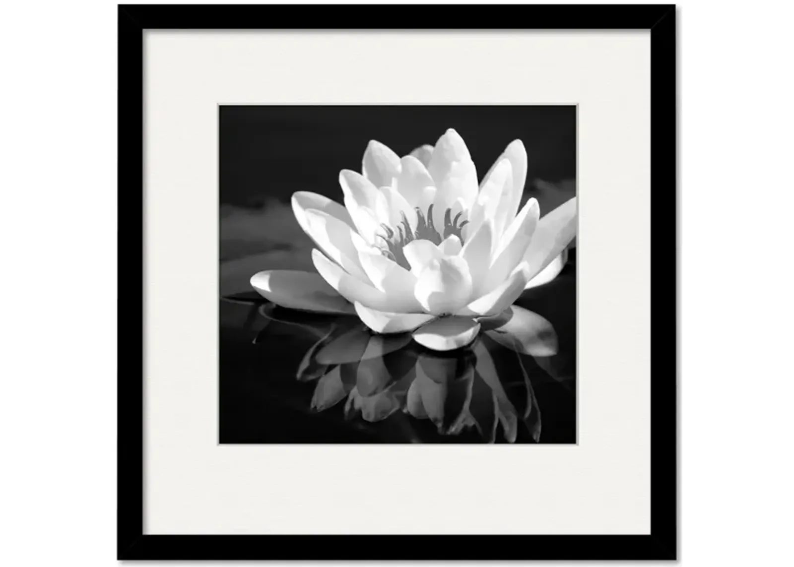 Waterlily Flower I Framed Art in Multi by Courtside Market