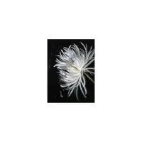 Masterful Mum III Wall Art in Black, White, Neutral by Daleno Inc