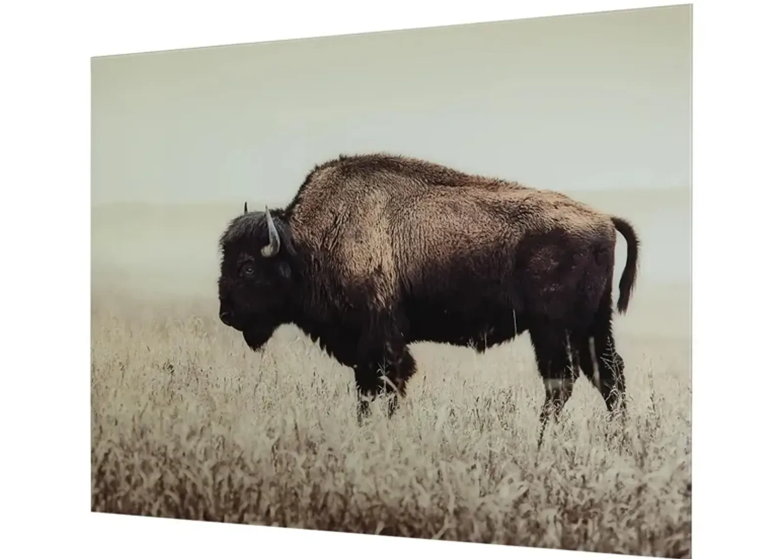 Brutus Modern Farmhouse Bison Wall Art on Glass in Sepia by Ashley Express