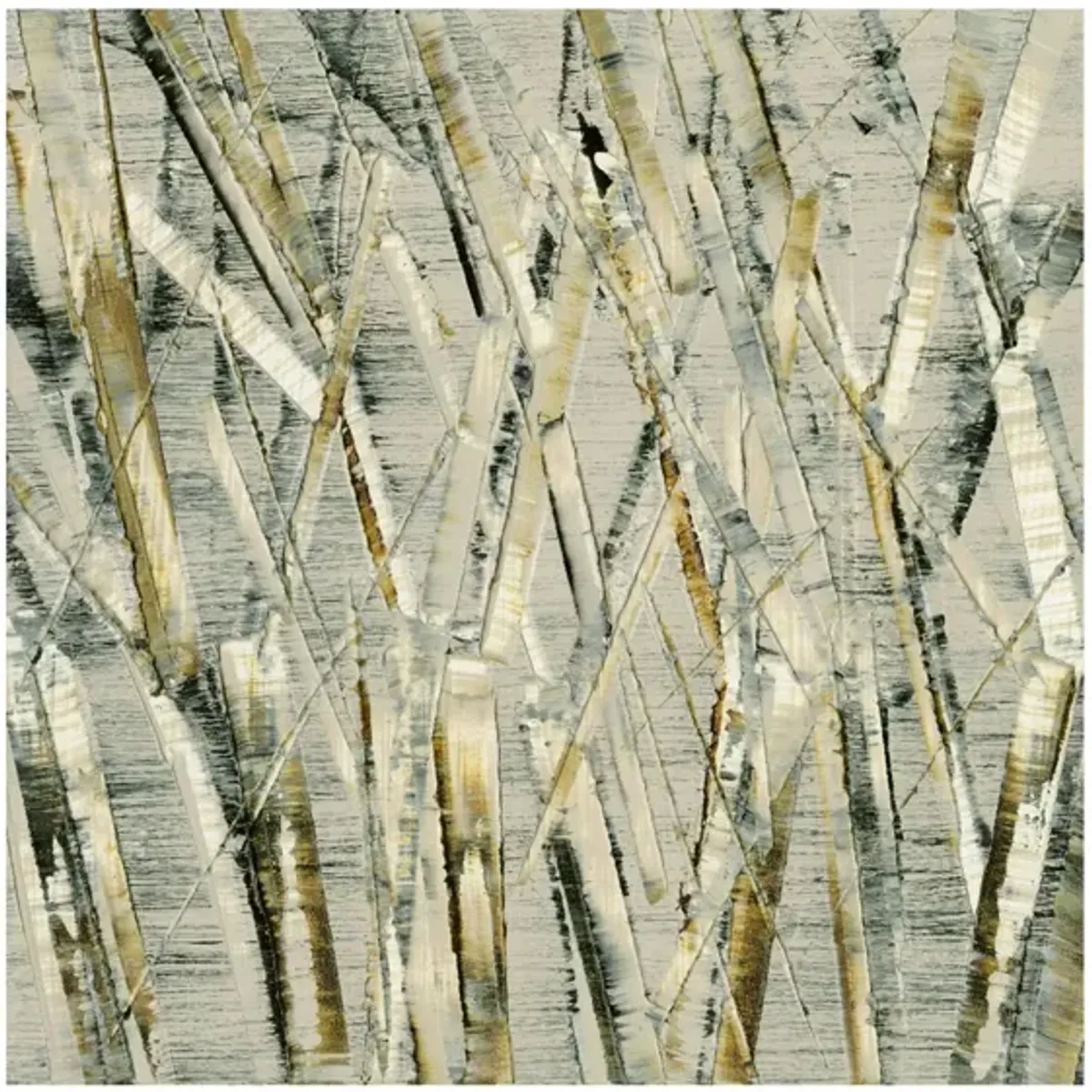 Birches V by Sharon Gordon in Gray;Brown;Ivory by Giant Art