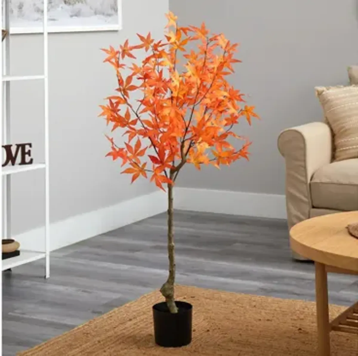 Fall foliage 4ft Harvest Maple Tree