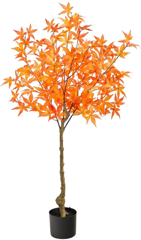 Fall foliage 4ft Harvest Maple Tree in Orange by Bellanest