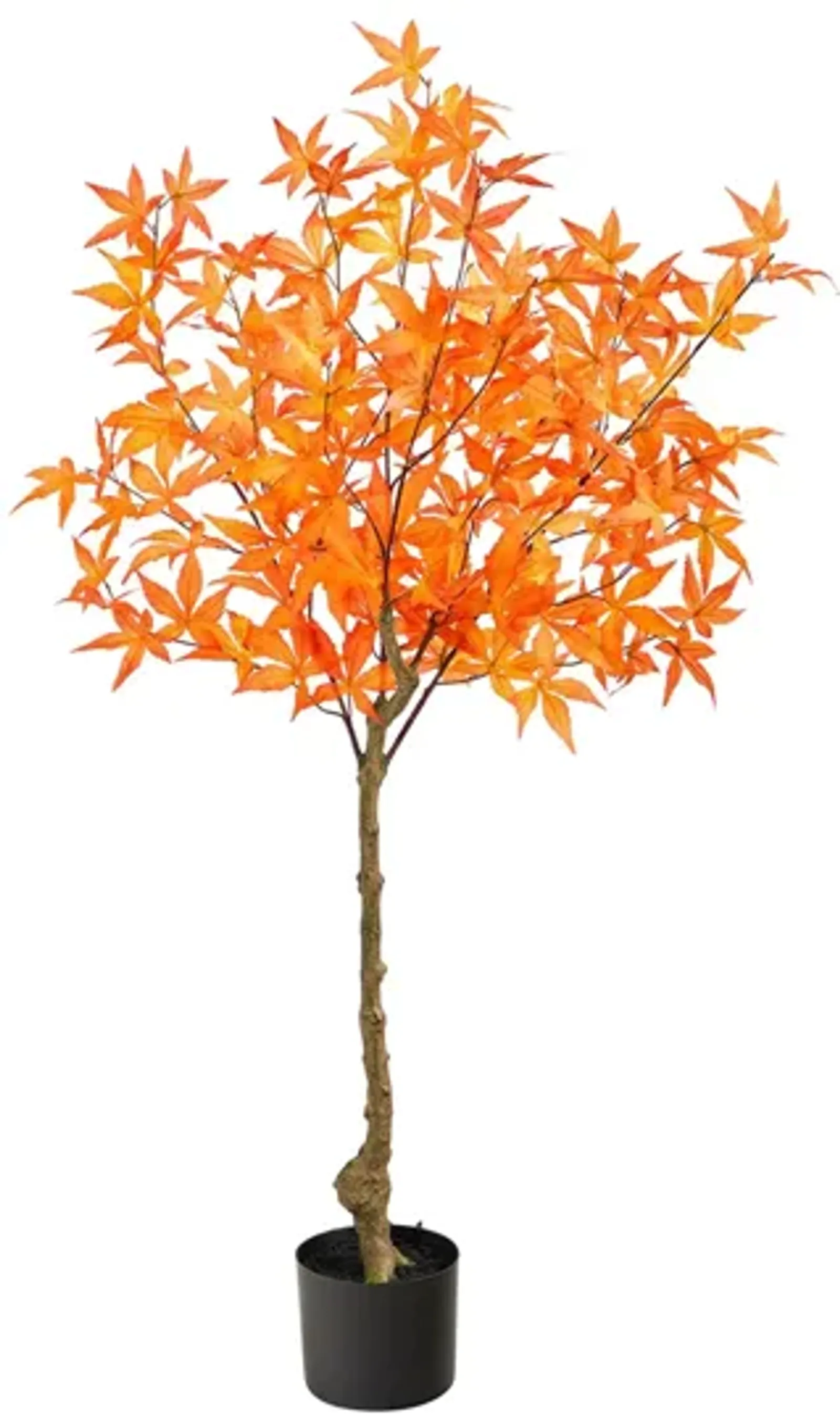 Fall foliage 4ft Harvest Maple Tree