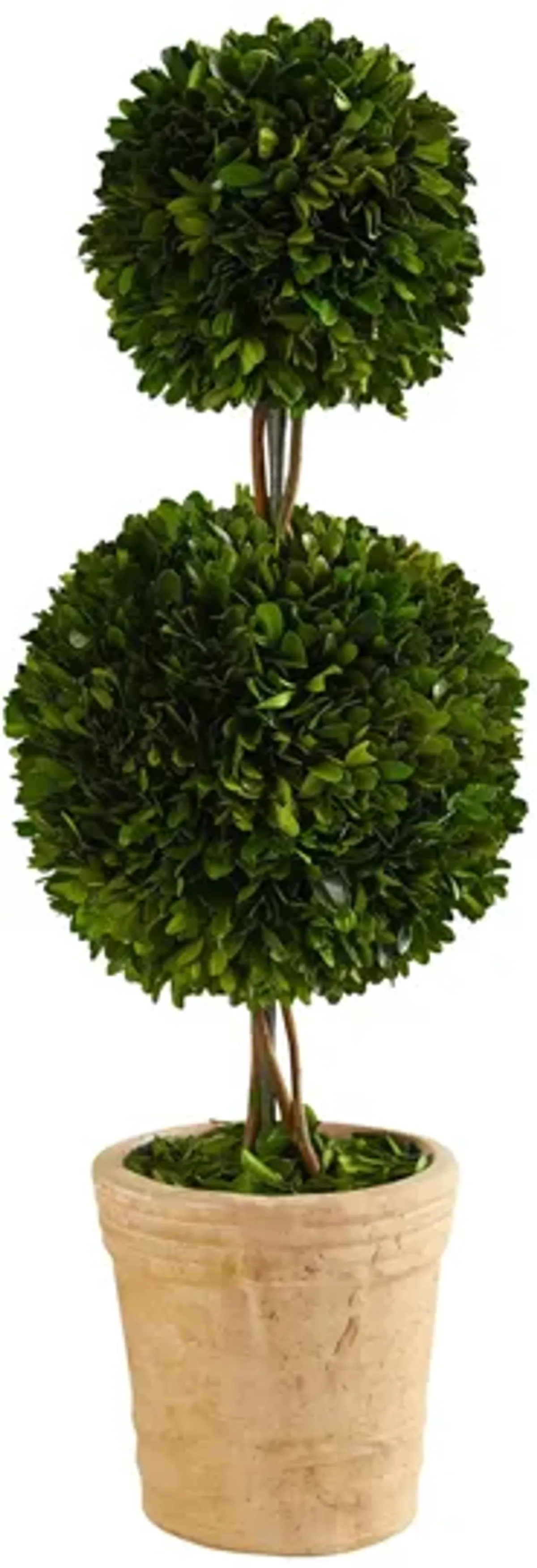 2.5ft. Preserved Boxwood Double Ball Topiary Tree in Decorative Planter in Green by Bellanest