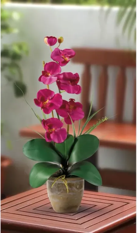 Phalaenopsis Silk Orchid Flower Artificial Arrangement in Beauty by Bellanest