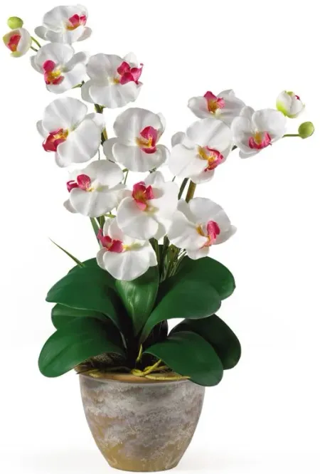 Double Phalaenopsis Silk Orchid Flower Artificial Arrangement in White by Bellanest