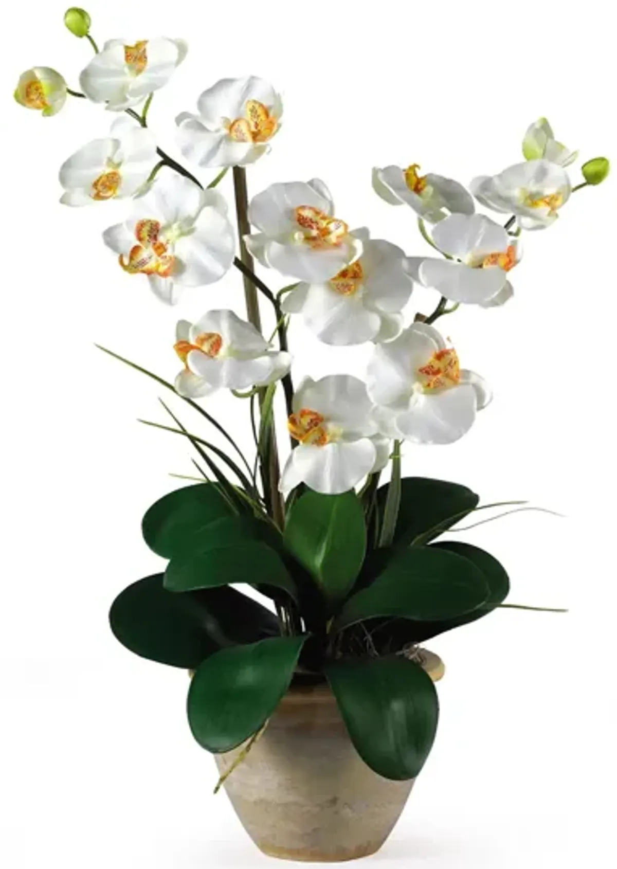 Double Phalaenopsis Silk Orchid Flower Arrangement in Cream by Bellanest