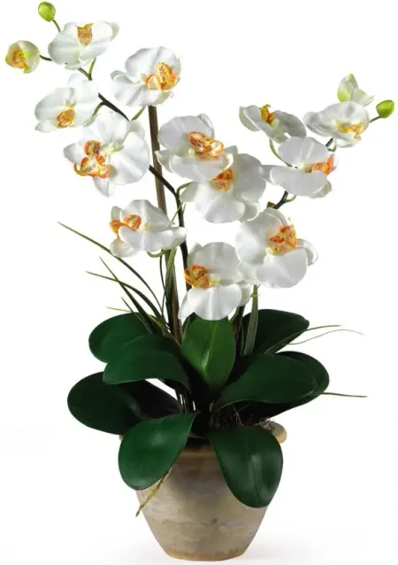 Double Phalaenopsis Silk Orchid Flower Arrangement in Cream by Bellanest