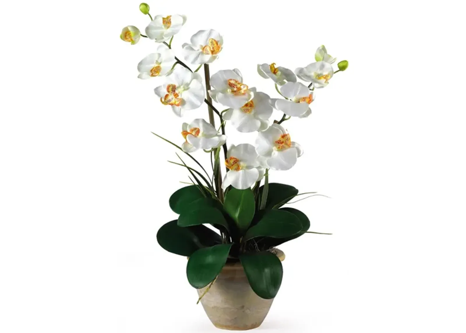 Double Phalaenopsis Silk Orchid Flower Arrangement in Cream by Bellanest