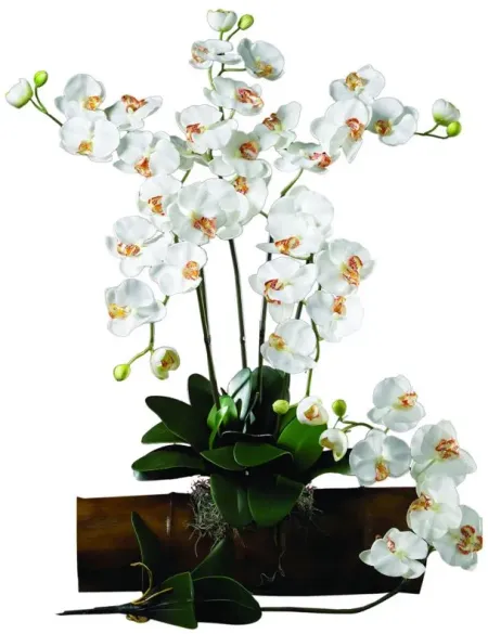 Phalaenopsis Artificial Stem (Set of 12) in Cream by Bellanest