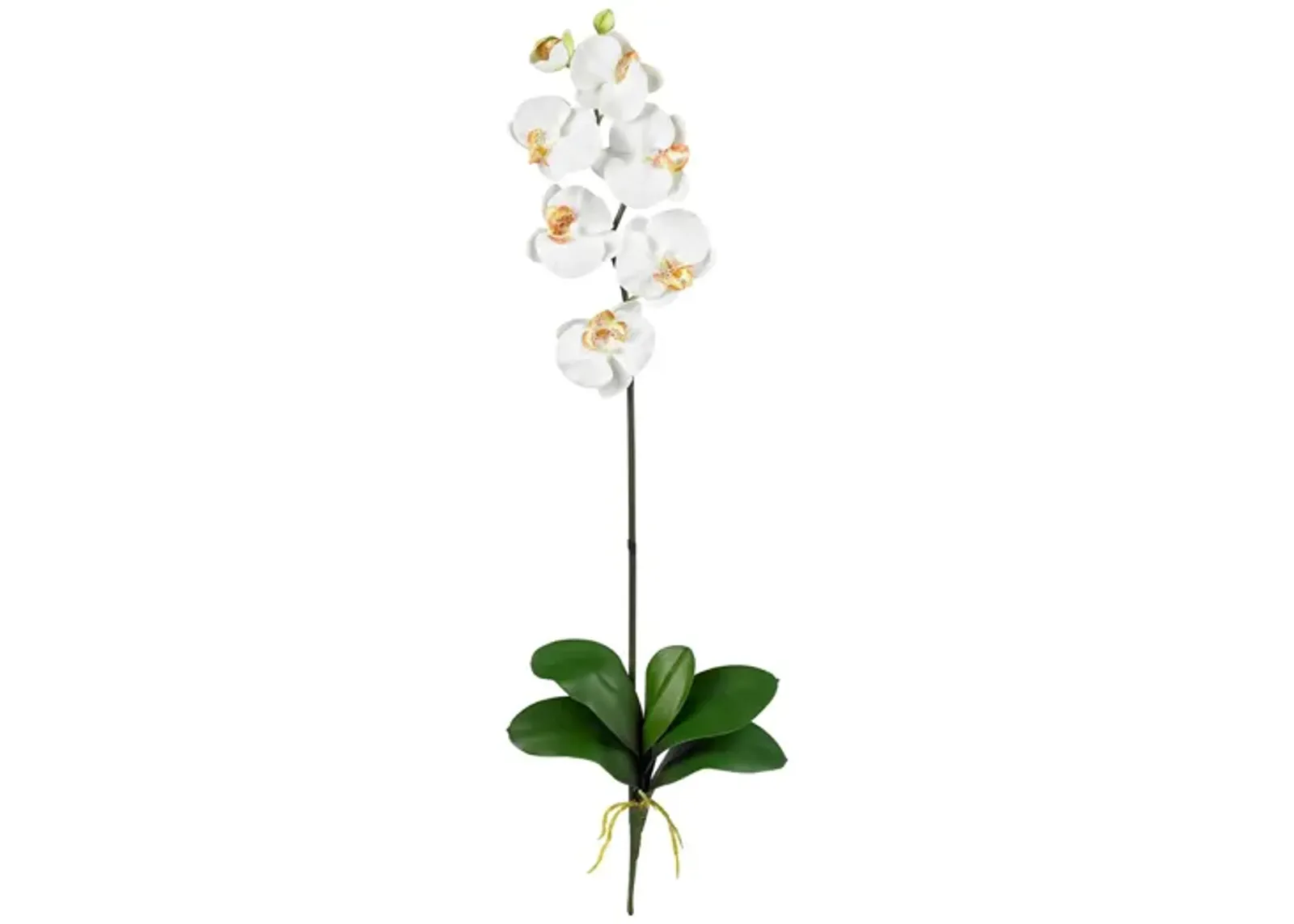 Phalaenopsis Artificial Stem (Set of 12) in Cream by Bellanest