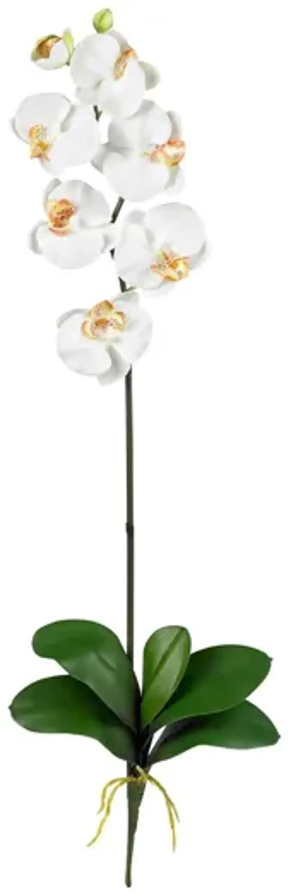 Phalaenopsis Artificial Stem (Set of 12) in Cream by Bellanest