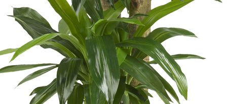 Corn Stalk Dracaena Artificial Plant in Green by Bellanest
