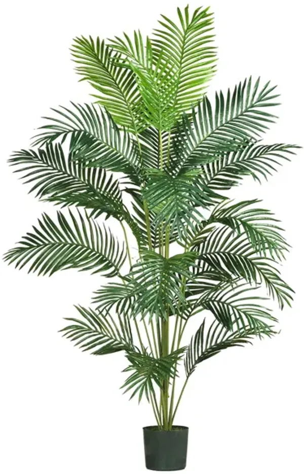 Paradise Palm