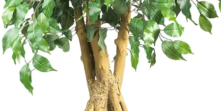 Palace Style Ficus Artificial Tree in Green by Bellanest