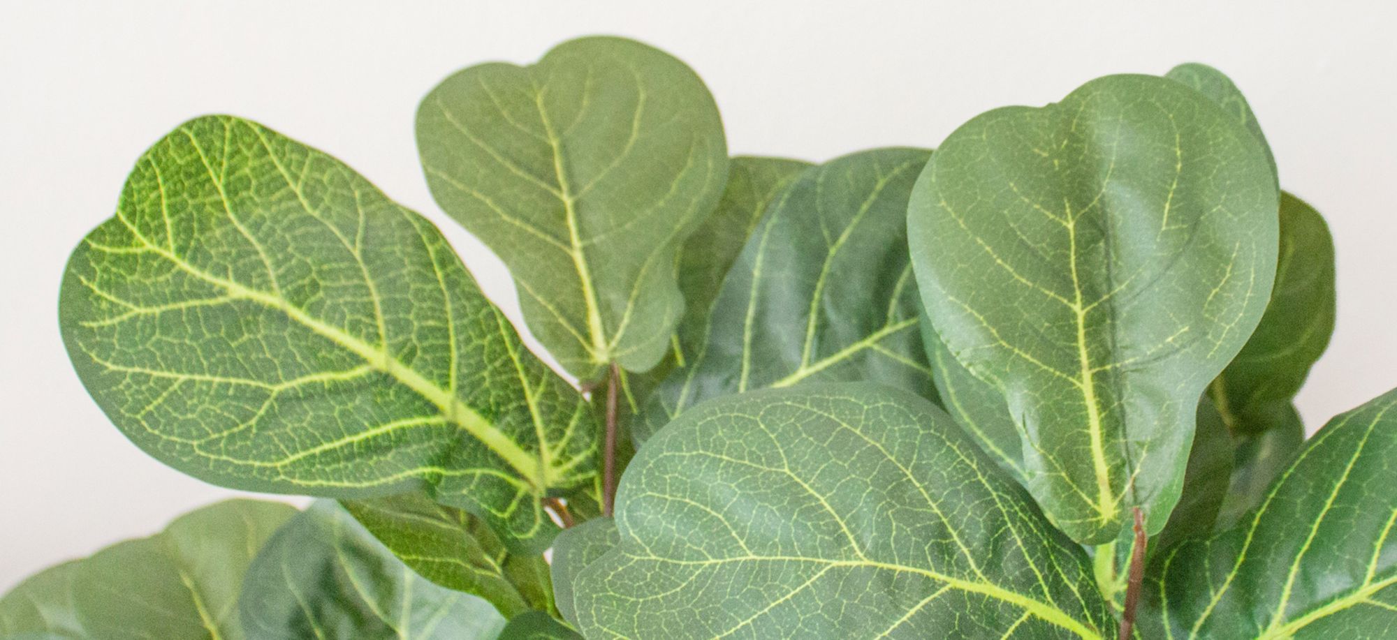 Fiddle Leaf Fig Artificial Tree in Green by Bellanest